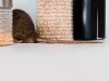 Des rongeurs dans la cuisine ? Que faire ?