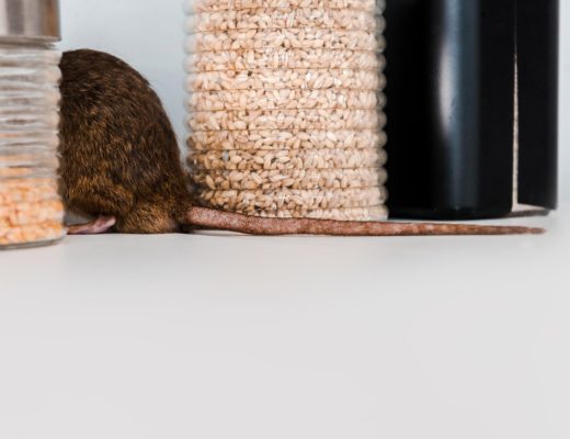 Des rongeurs dans la cuisine ? Que faire ?