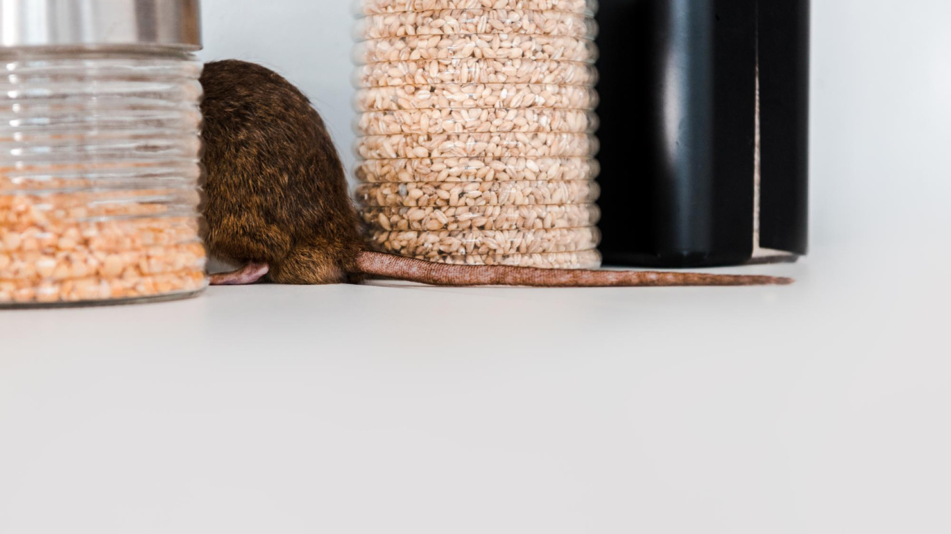 Des rongeurs dans la cuisine ? Que faire ?